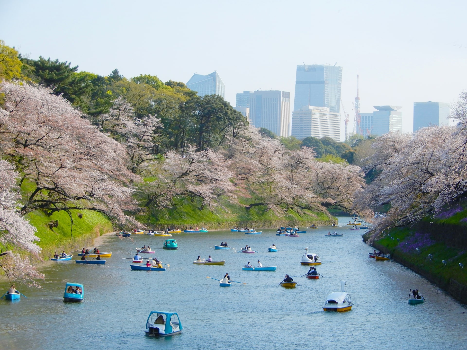 Tokyo sakura