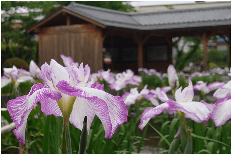 Katsushika Iris Festival 2023