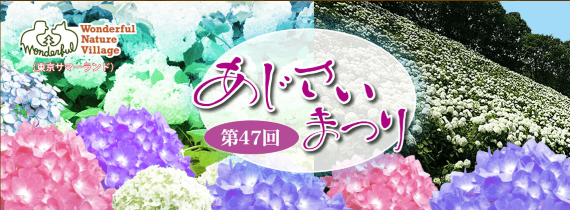 Akigawa Valley Hydrangea Festival 2023