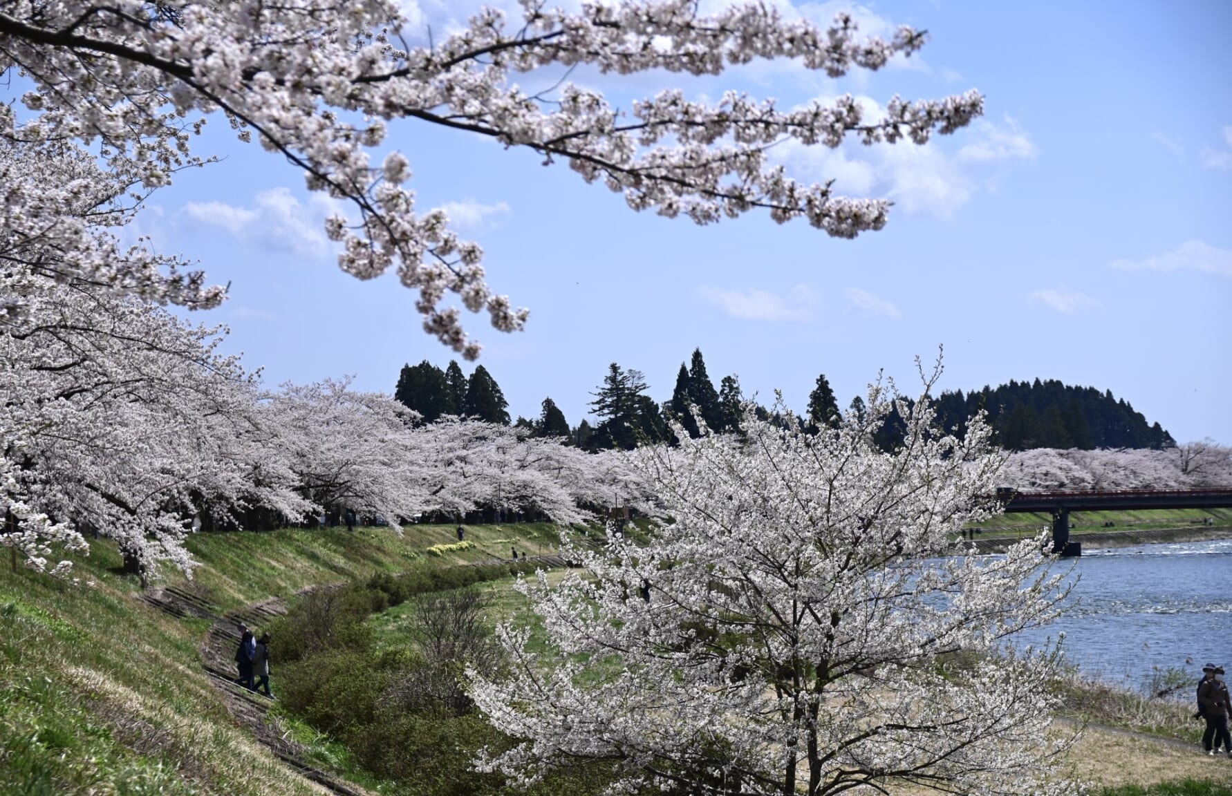 Kakunodate Cherry Blossoms