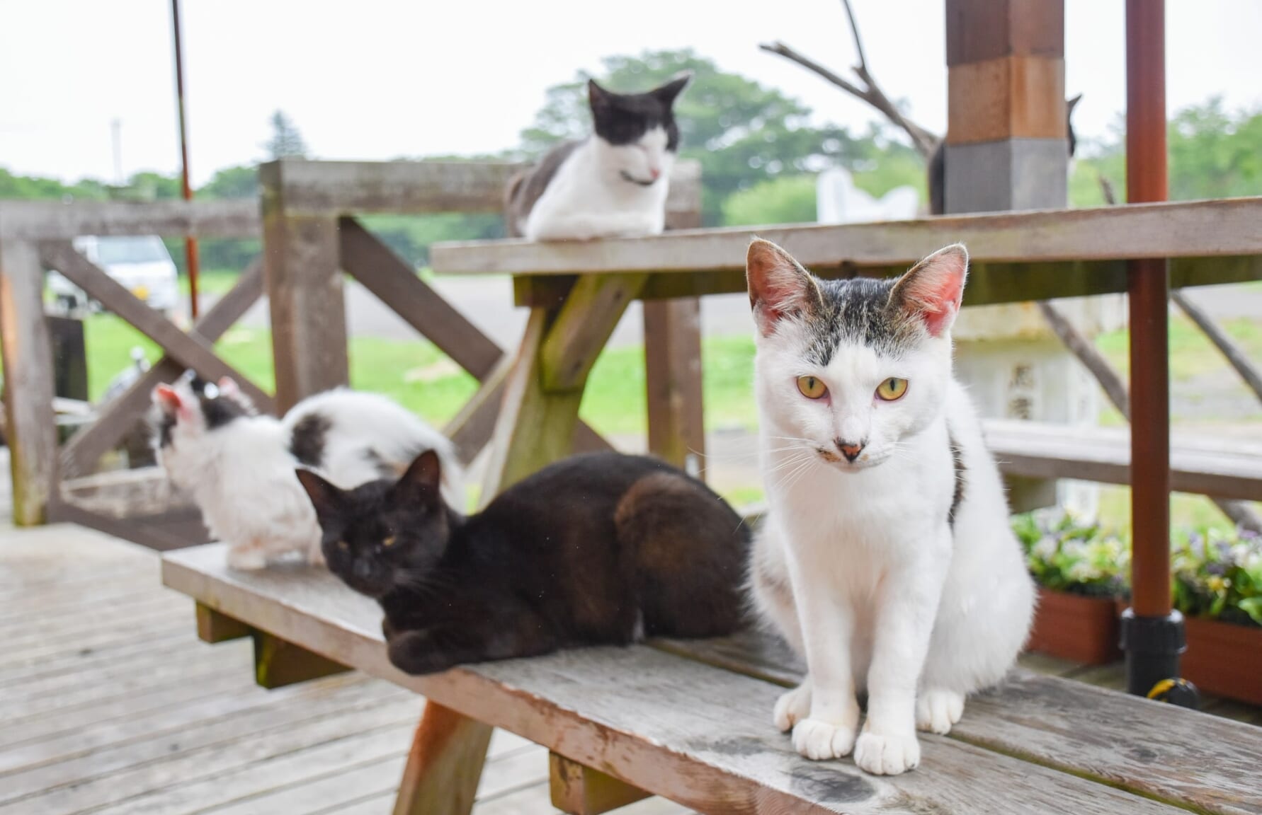 Cats from Tashiro Island
