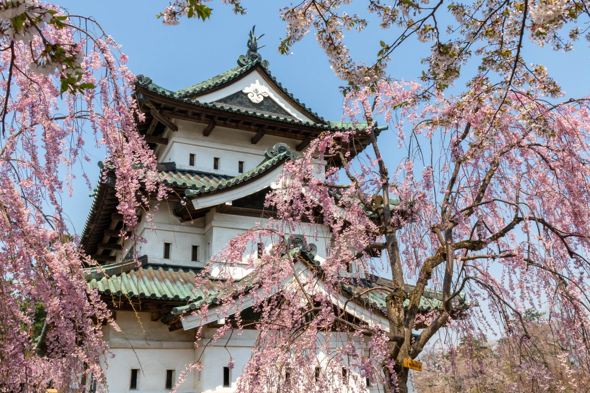 Cherry Blossoms at Hirosaki Castle
