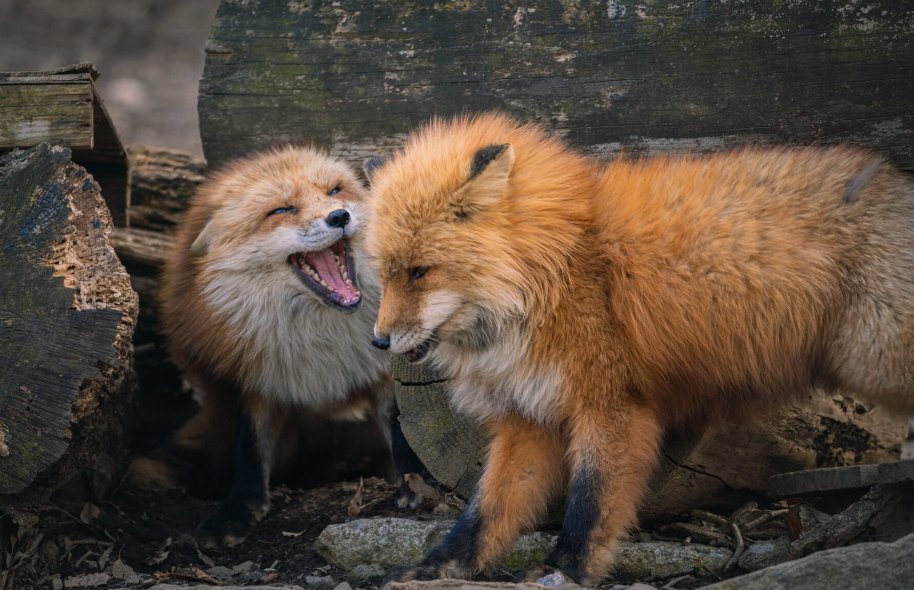 fox pair