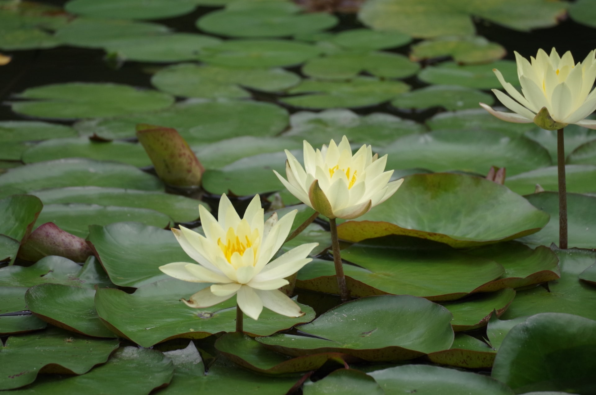 water lily