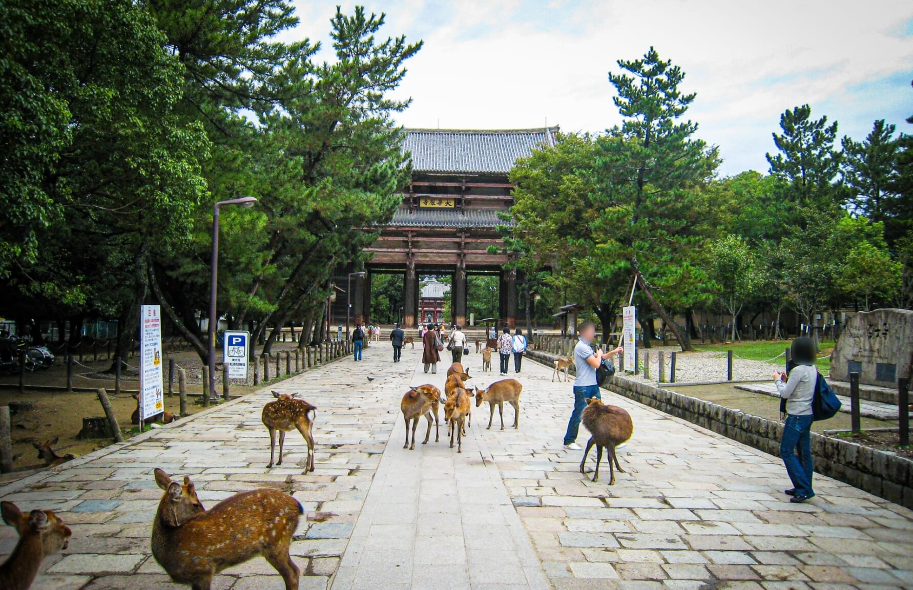 Deers in Nara Park