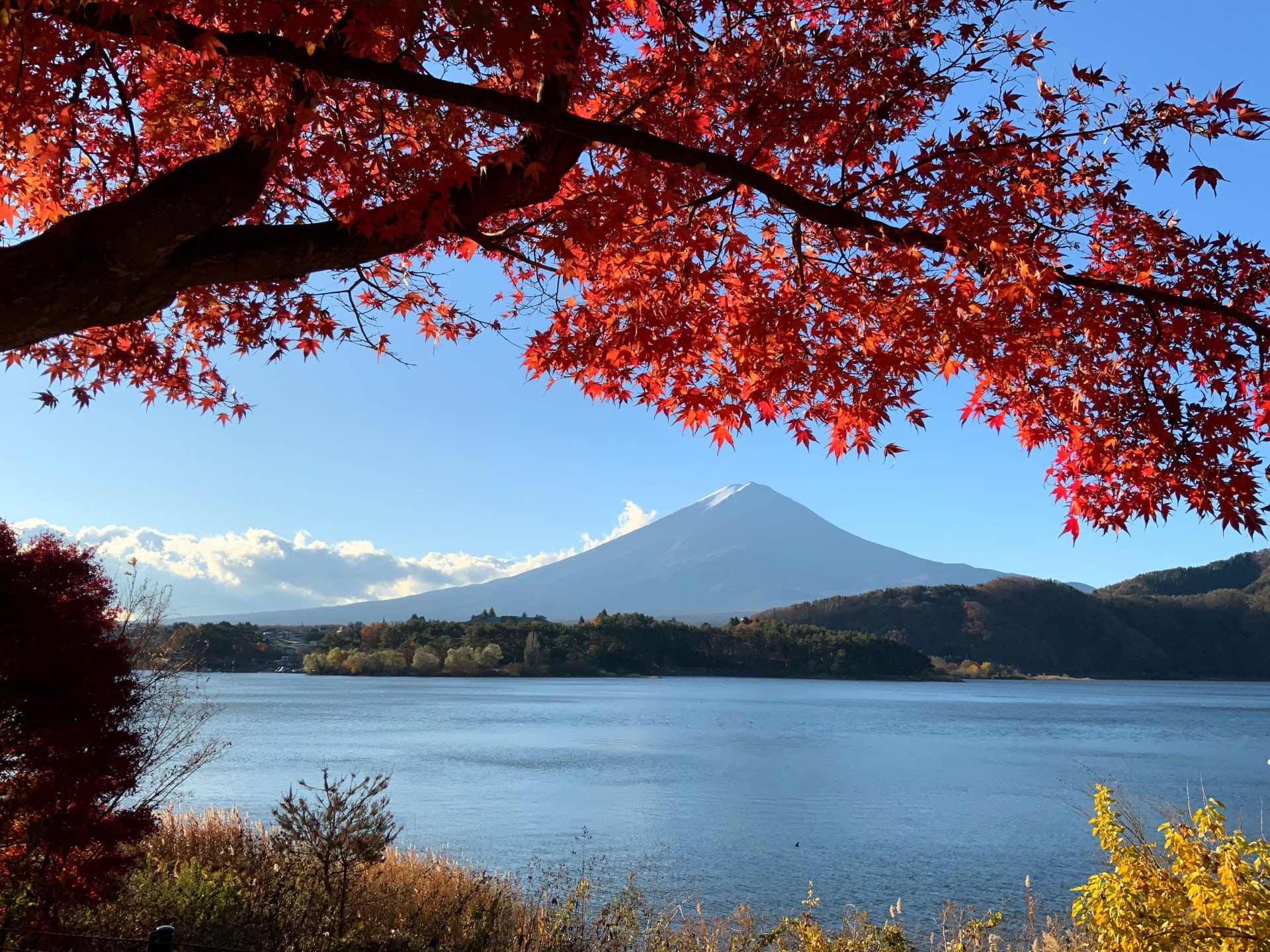 Mt Fuji with Maple leaves in autumn