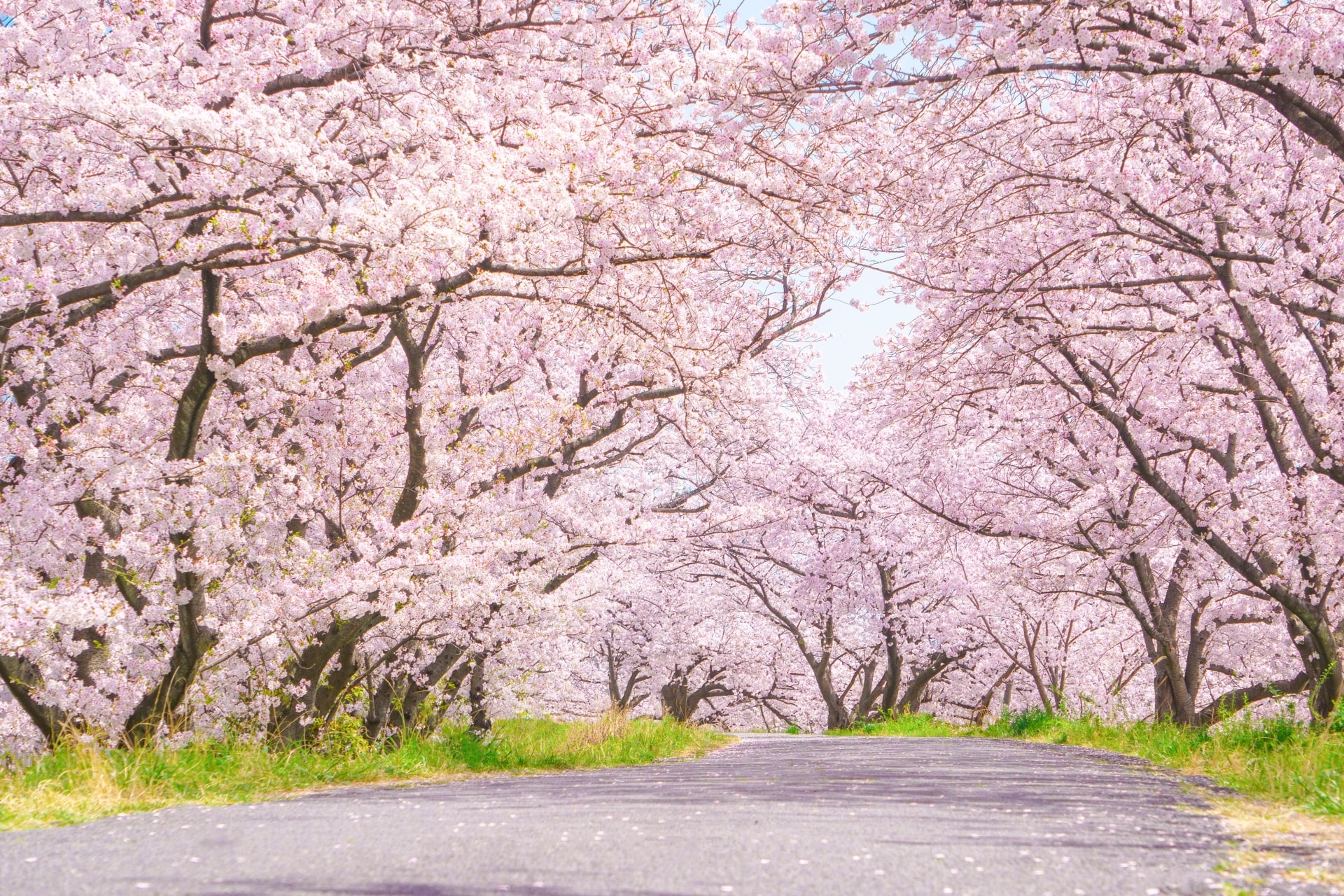 Cherry Blossoms