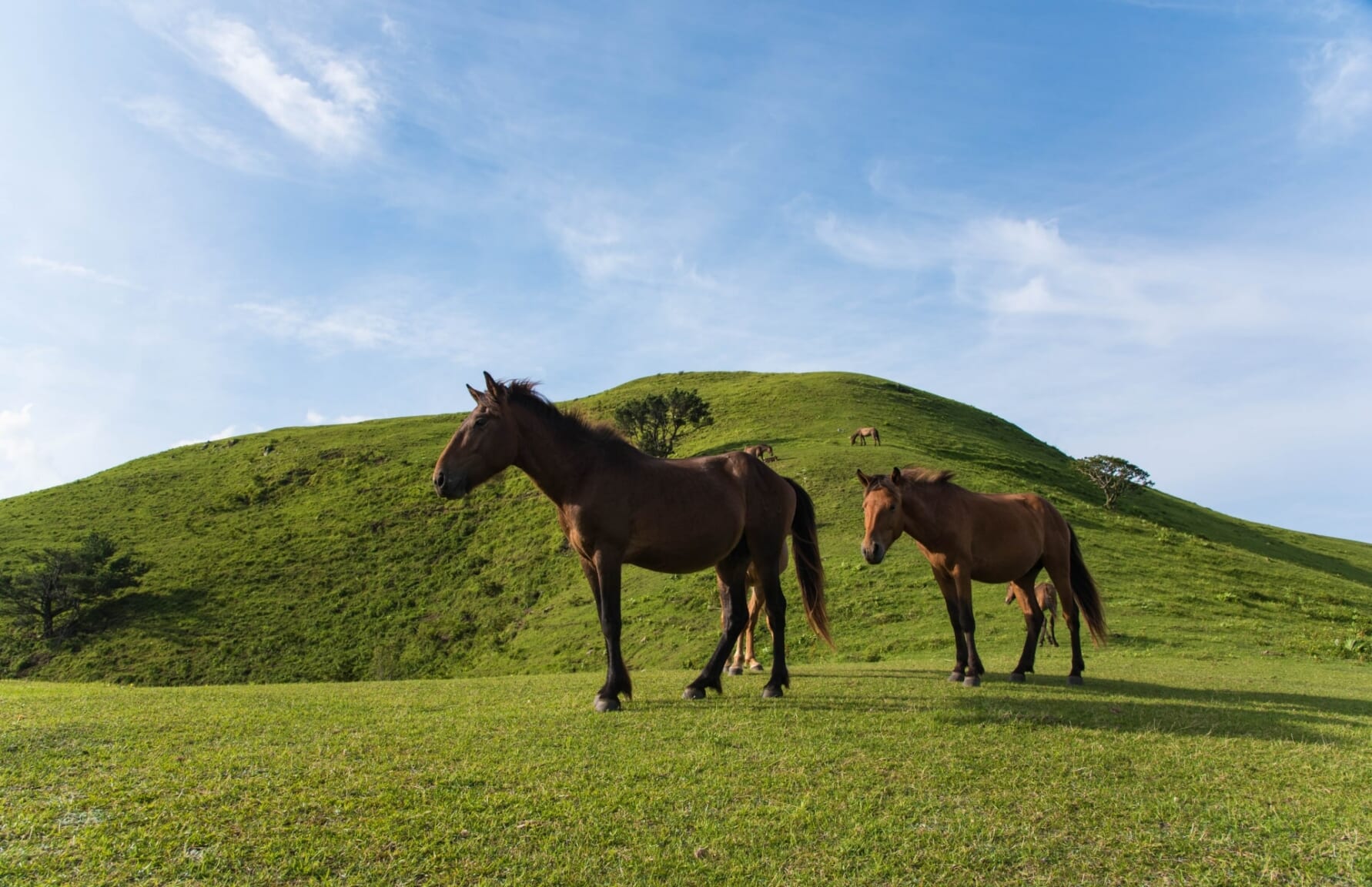 Cape Toi wild horses
