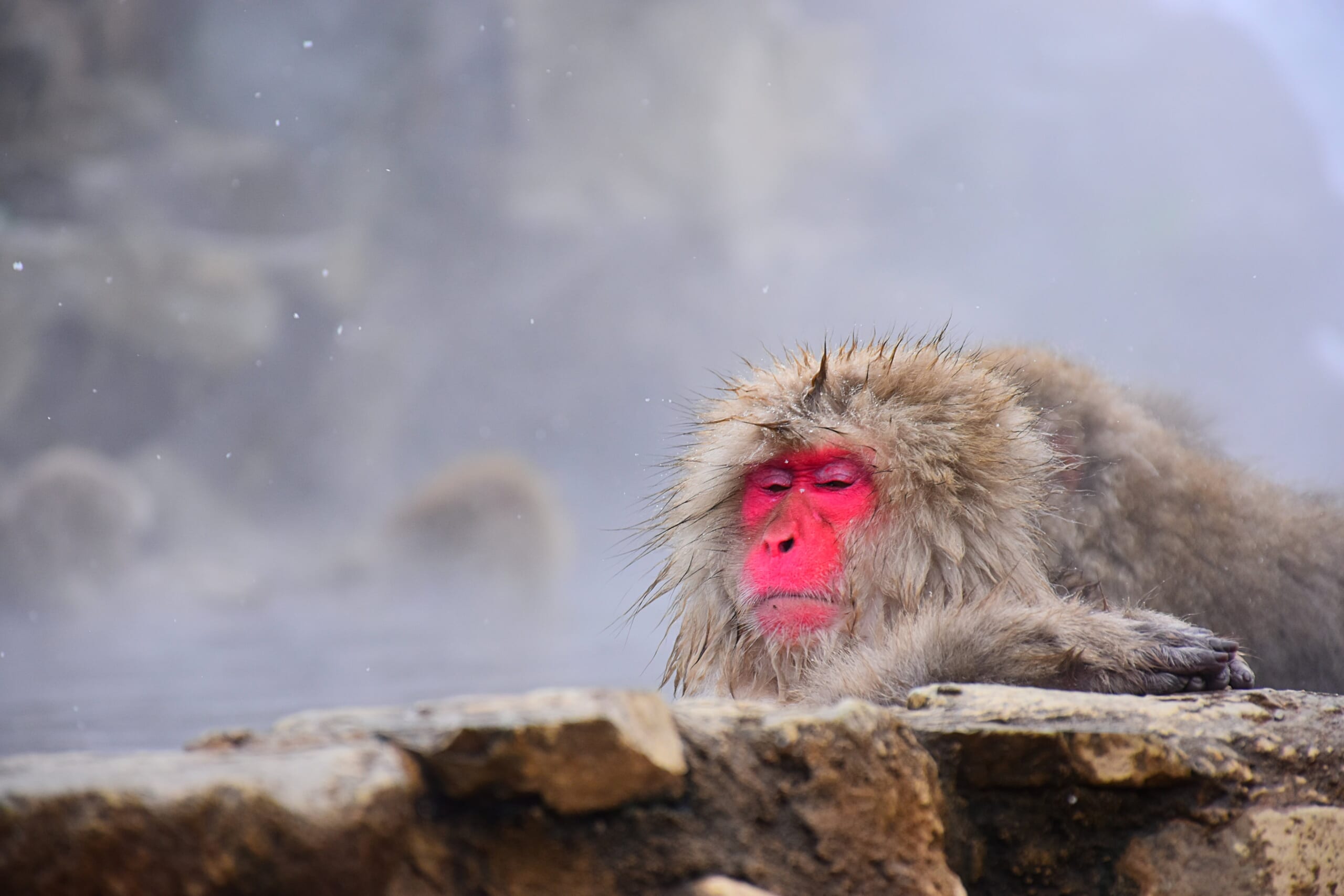 Show Monkeys in Onsen