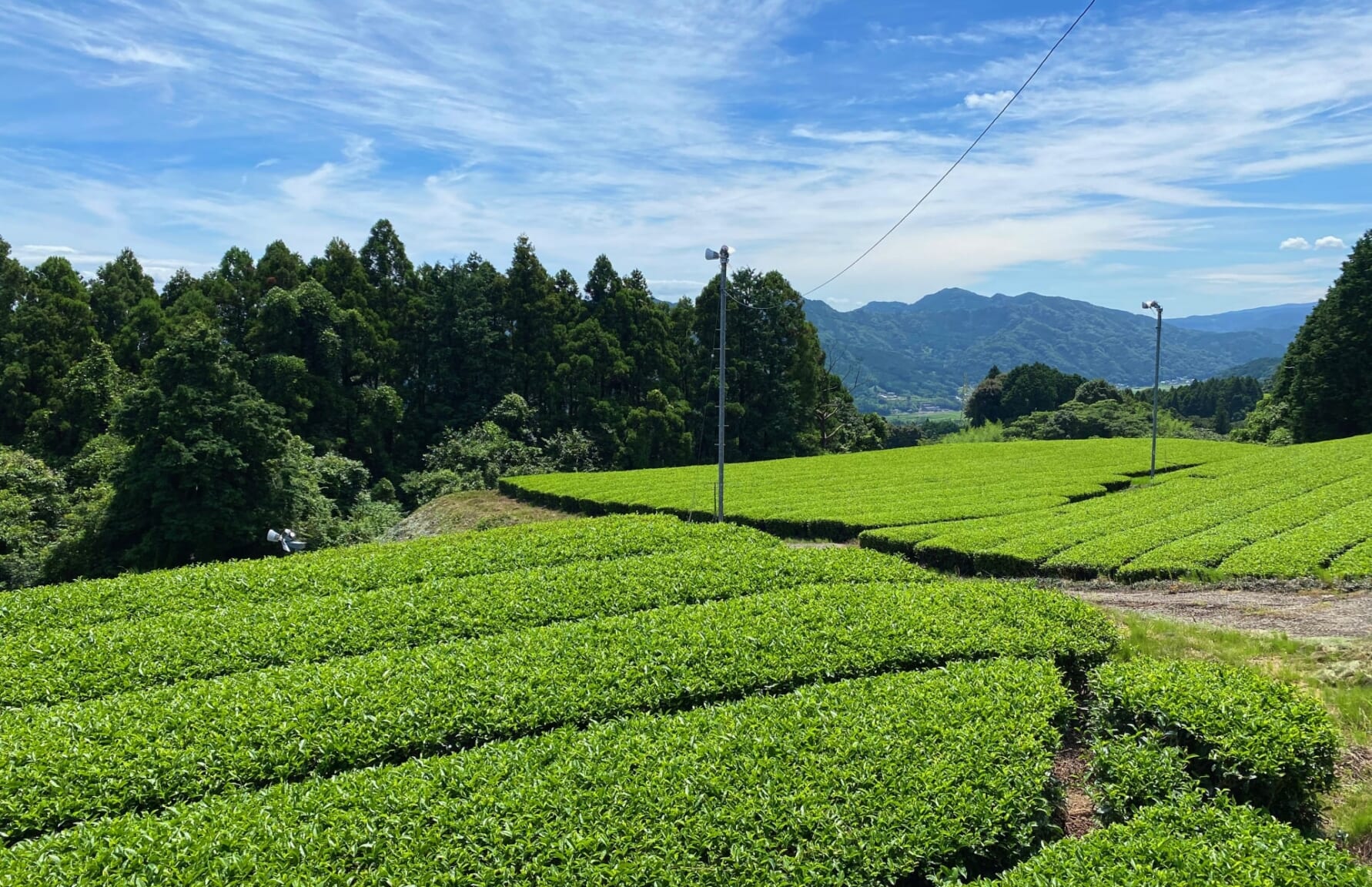 Ureshino City Tea leaves plantation