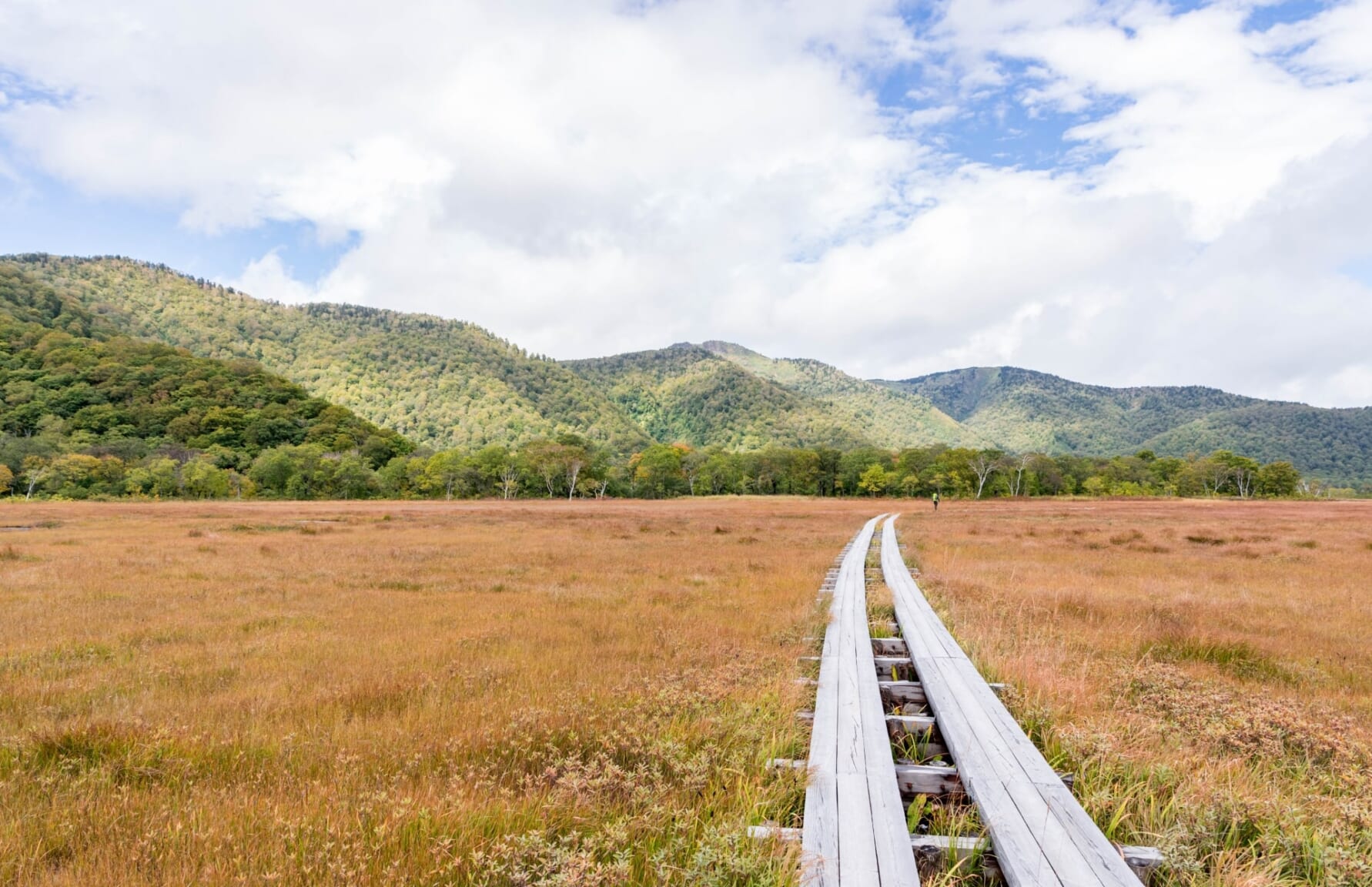 Kusamomiji in Oze National Park