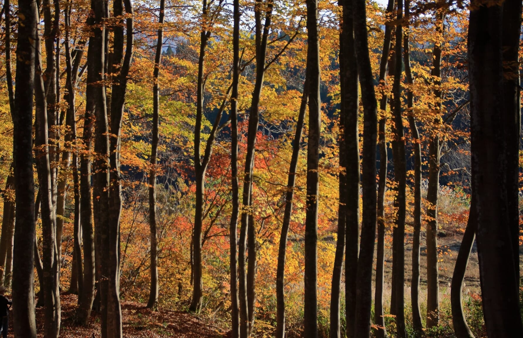 Japanese Beech in Autumn