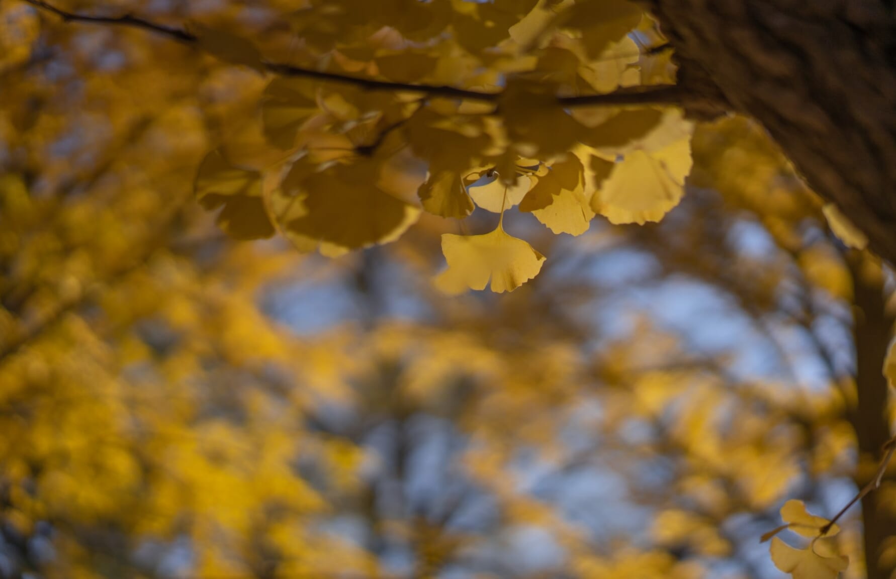 Ginkgo Biloba leaves in autumn