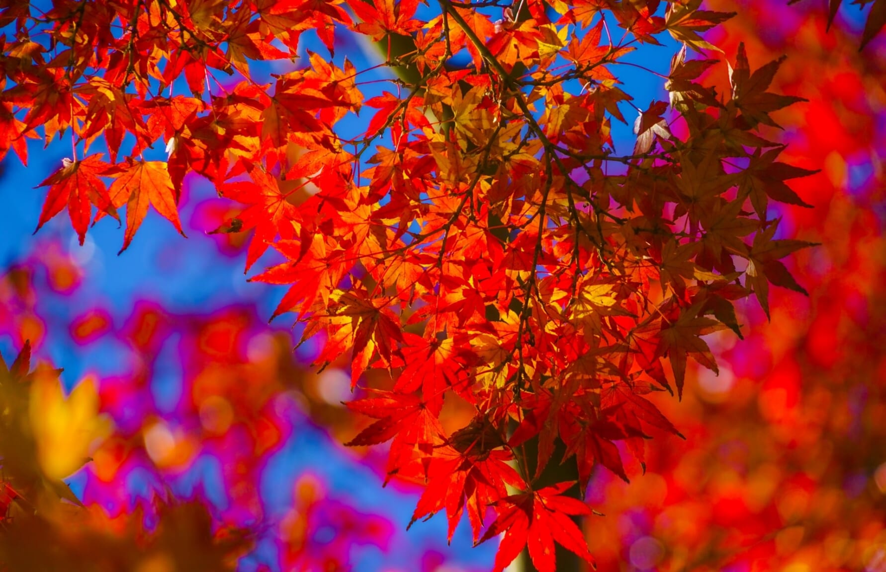 Japanese Maple leaves in Autumn