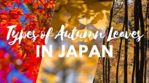 Different Types of Autumn Leaves in Japan