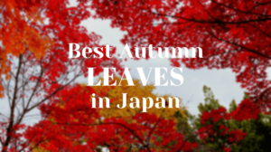 7 Best Autumn Leaves Events in Japan