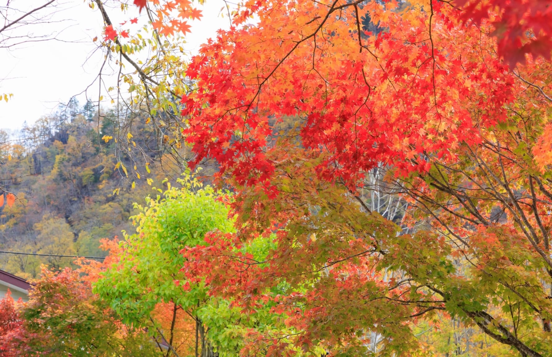 Hokkaido trees in Autumn