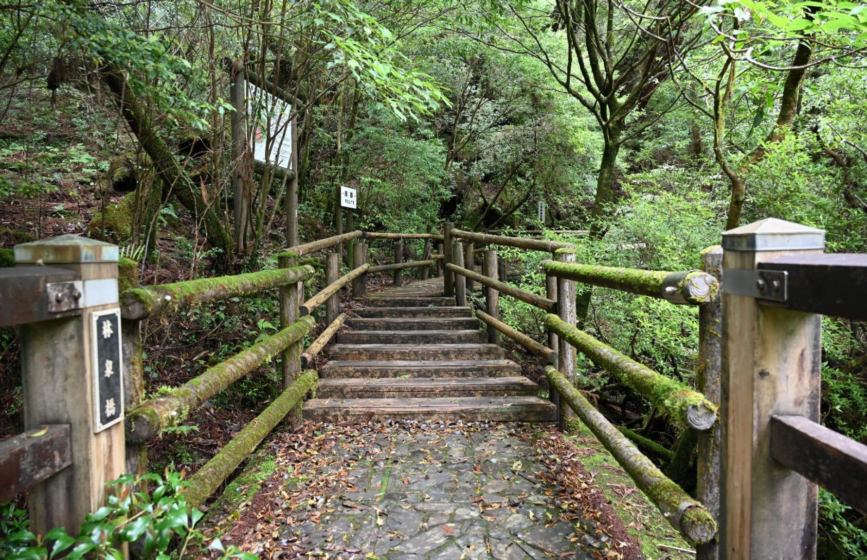 Yakushima