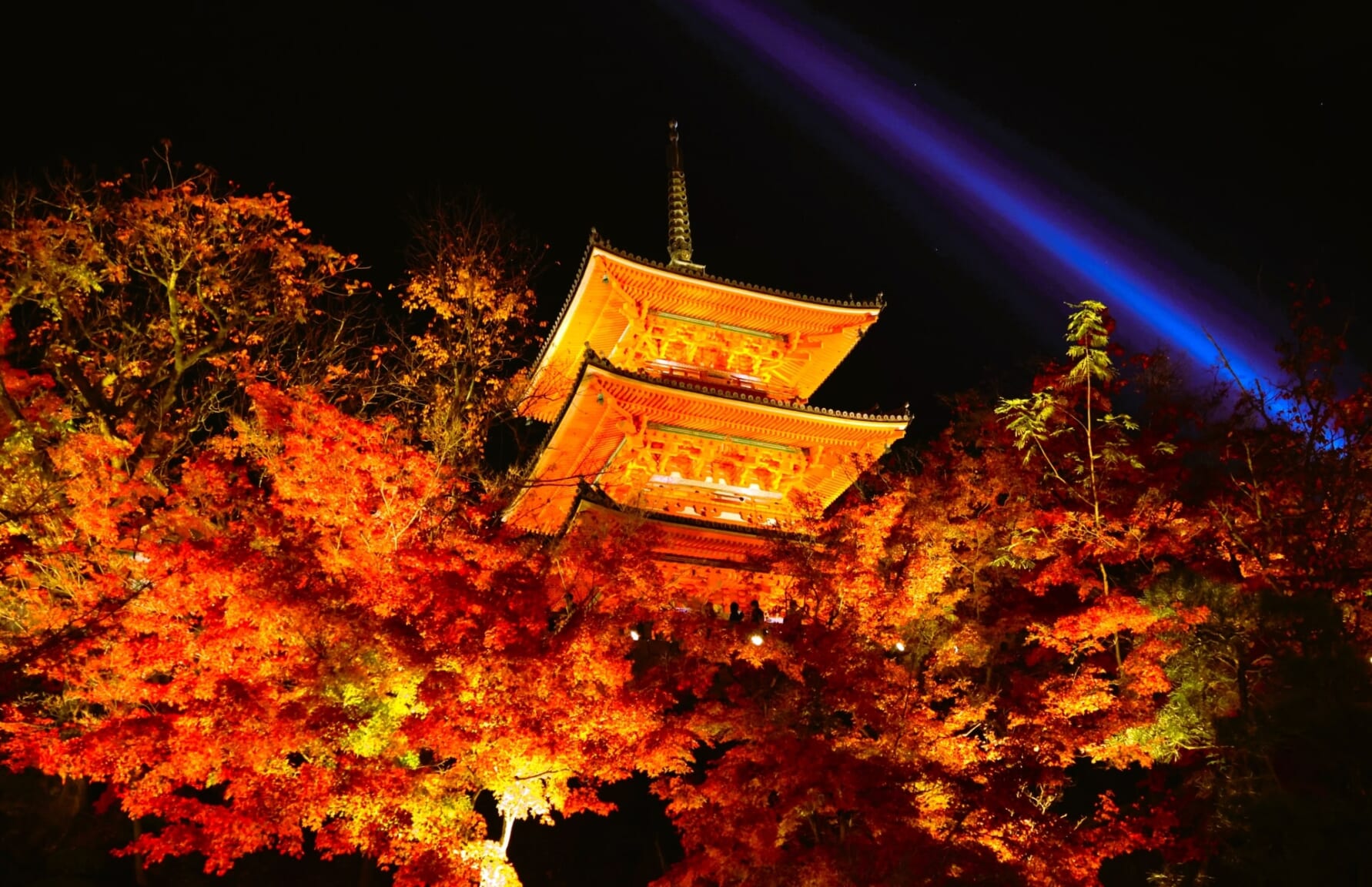 Toji Pagoda during autumn illumination