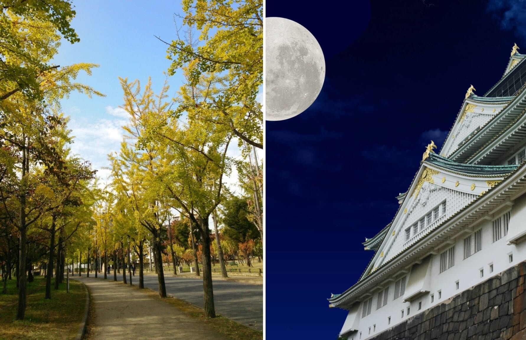 Gingko Walk and Tsukimi at Osaka Castle