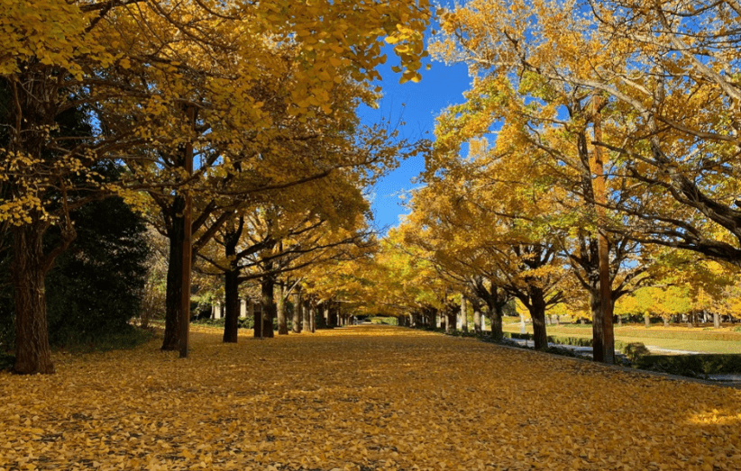 Showa Memorial Park Autumn Leaves Festival