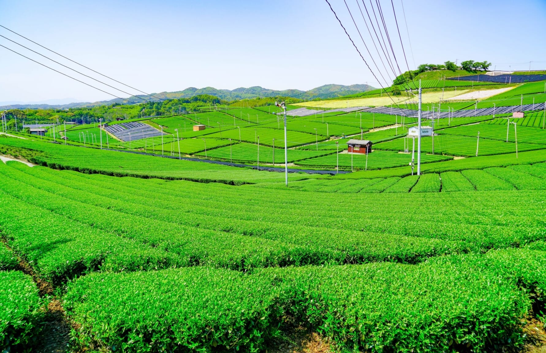 Tea plantations in Fukuoka