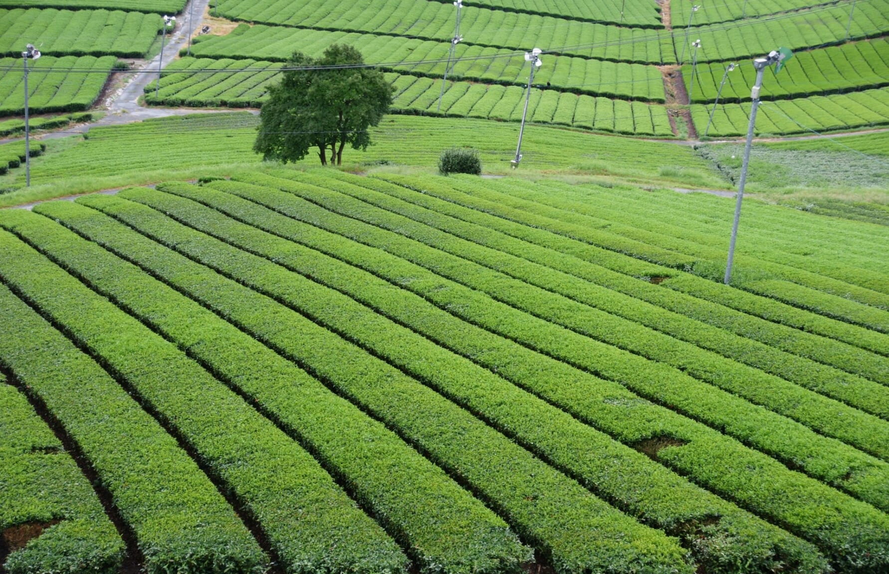 Tea plantations in Kumamoto