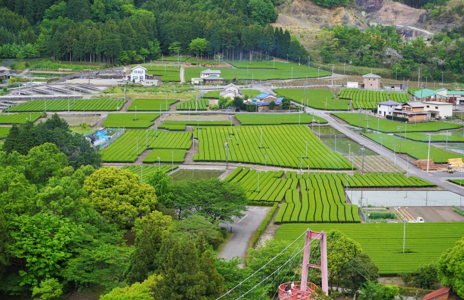 Tea plantations in Mie