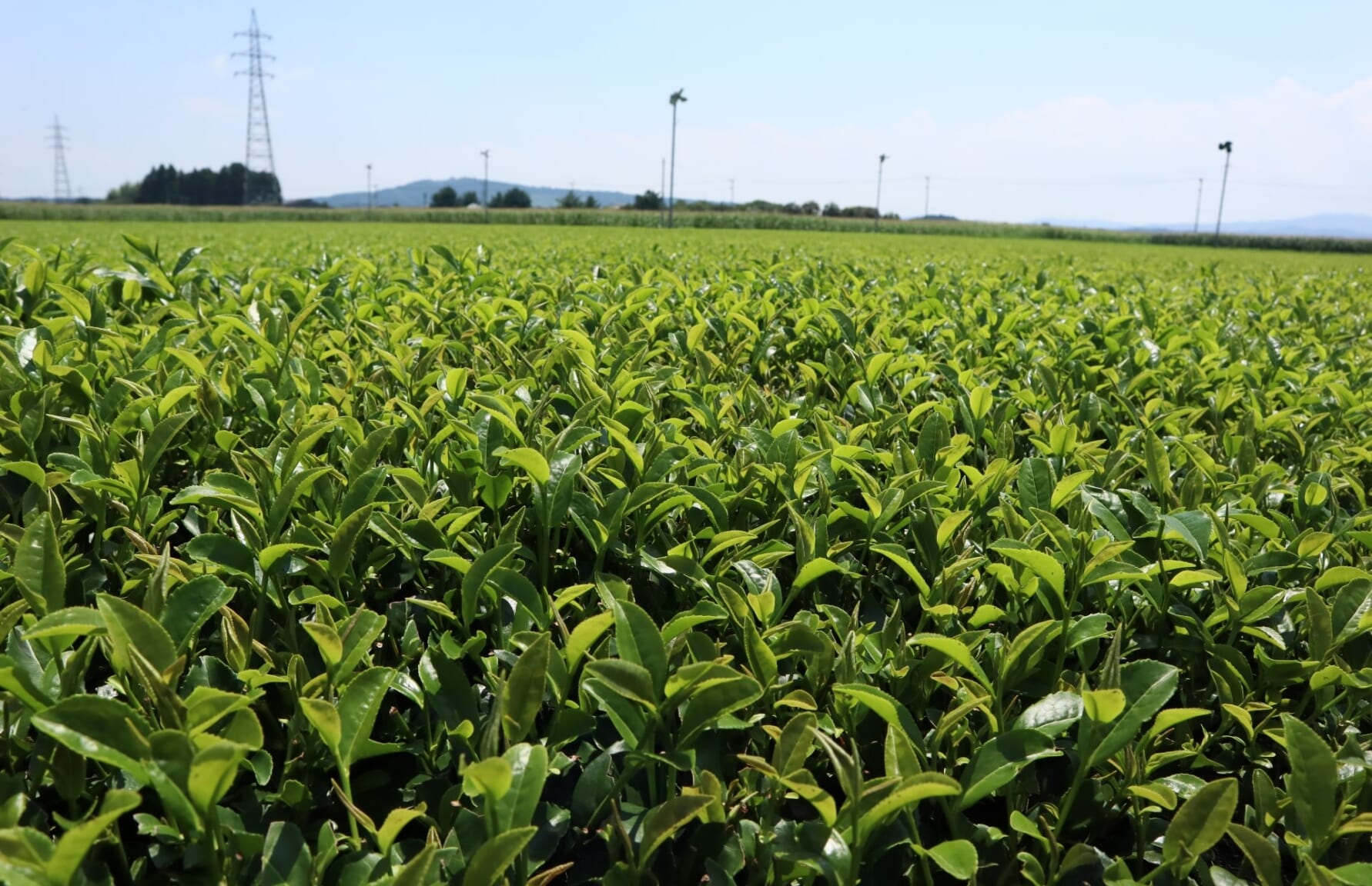 Tea plantations in Miyazaki