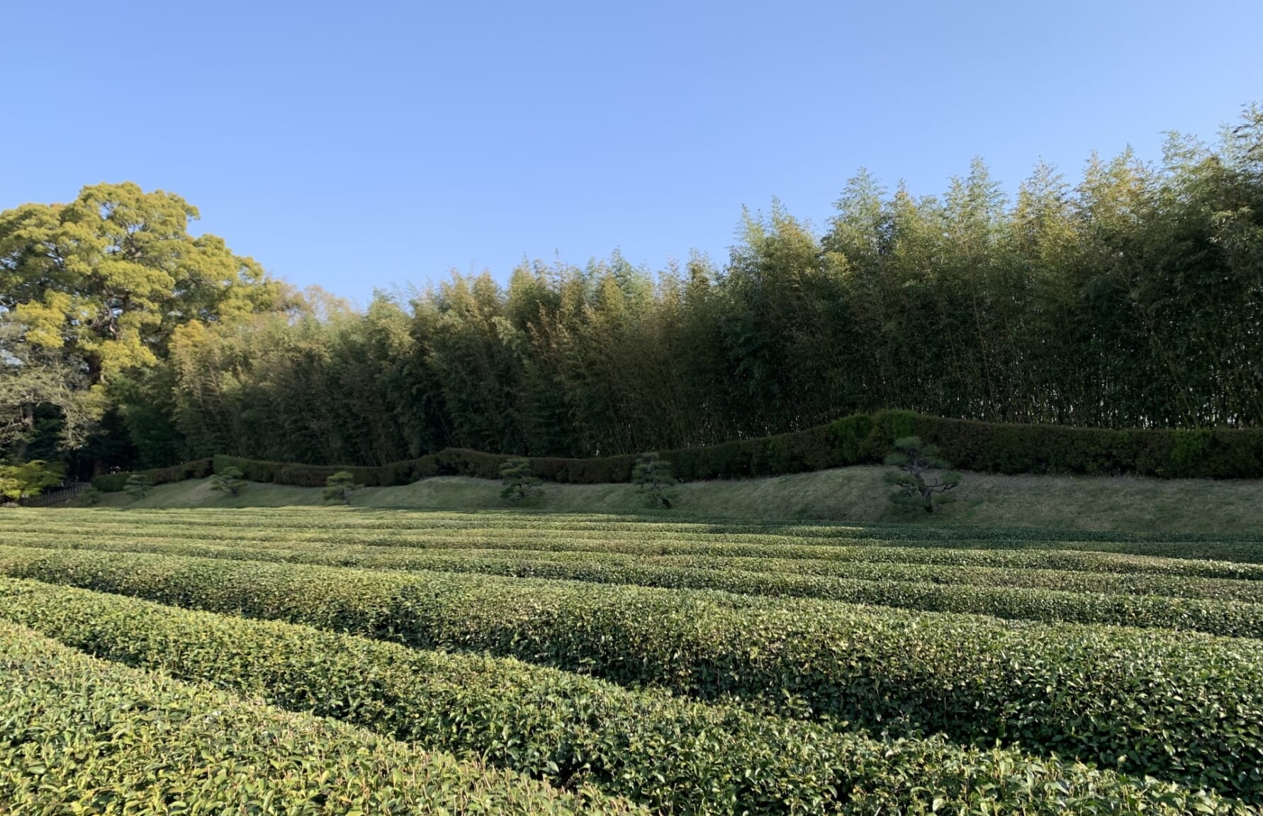 Tea plantations in Okayama