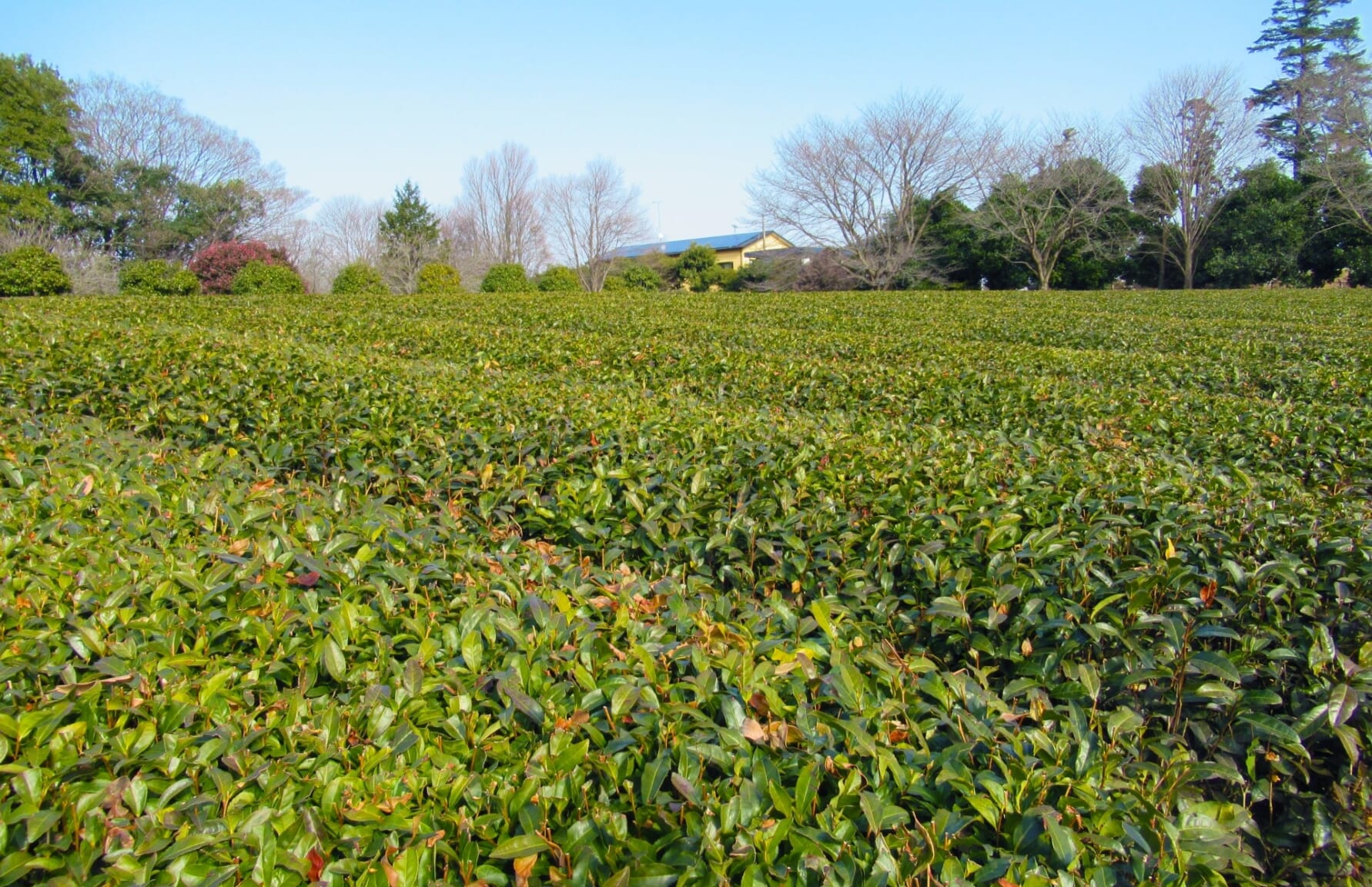 Tea plantations in Sashima, Ibaraki