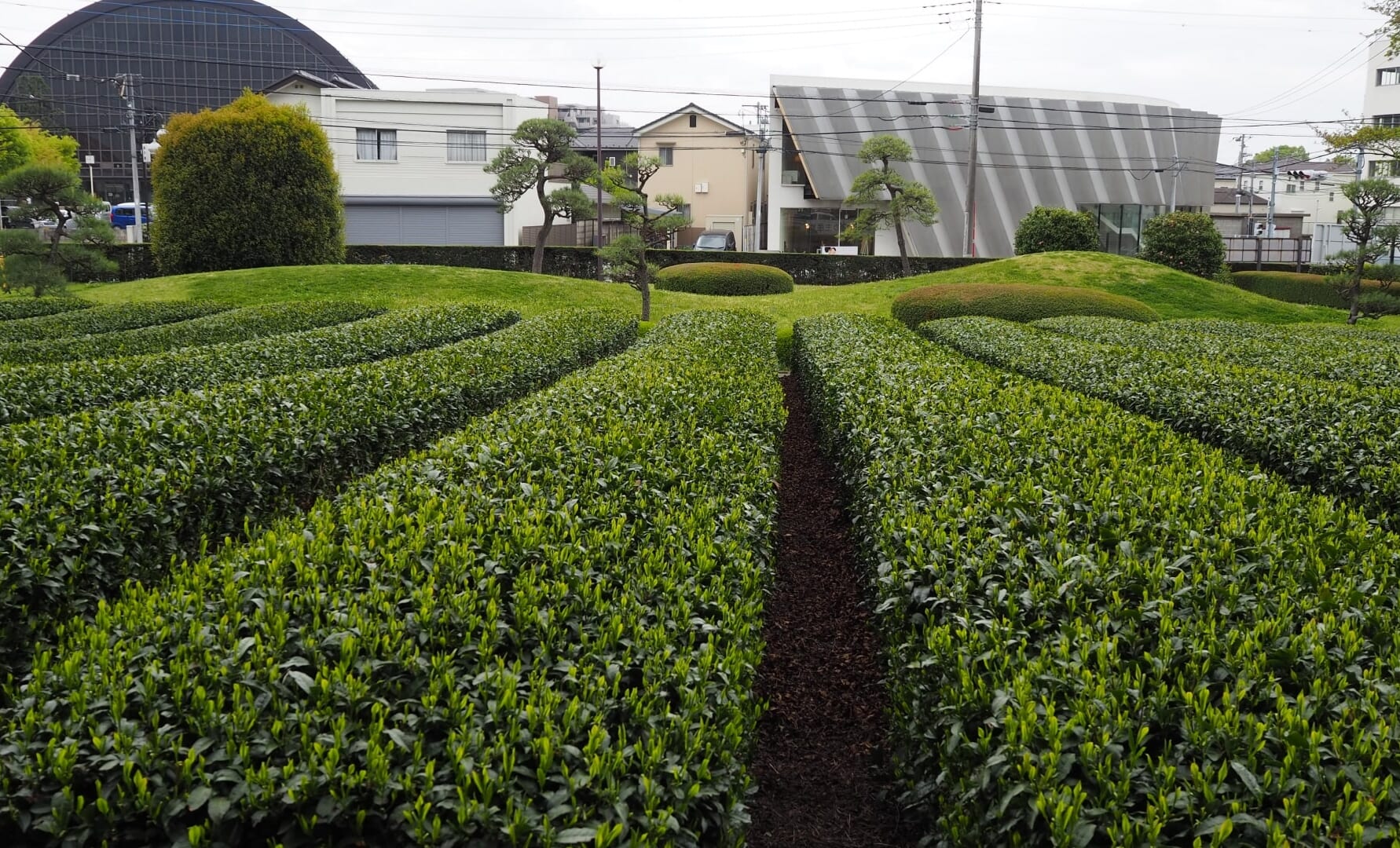 Tea plantations in Sayama, Saitama