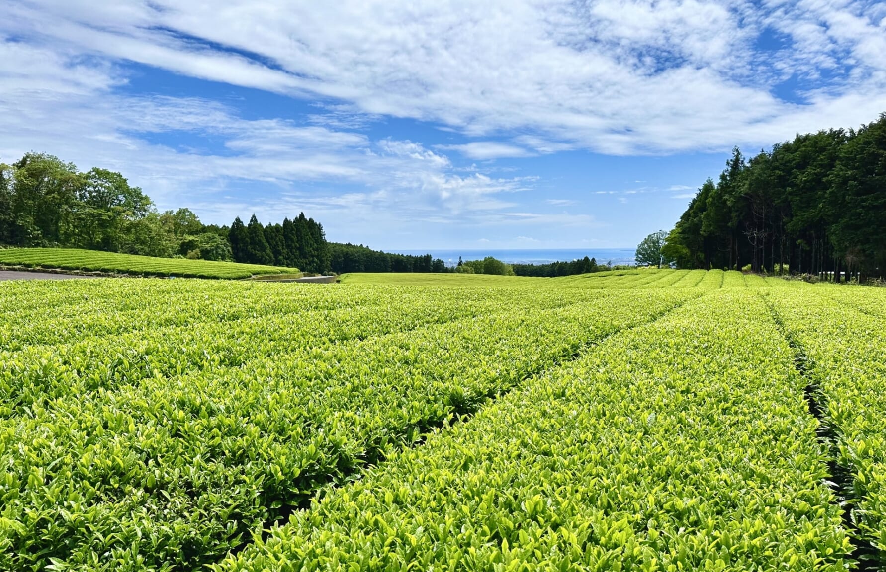 Tea plantations in Shizuoka