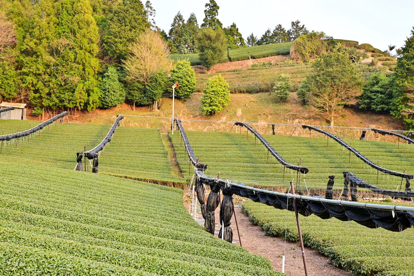 Tea plantations in Uji, Kyoto