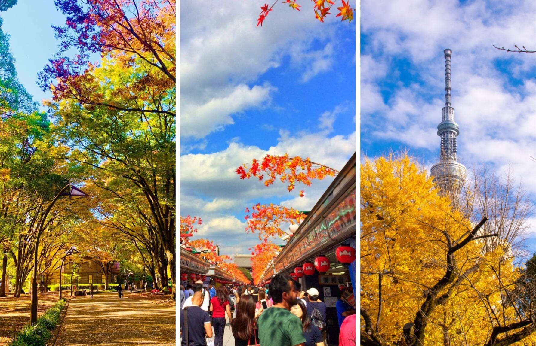 Ueno, Asakusa and Skytree in autumn