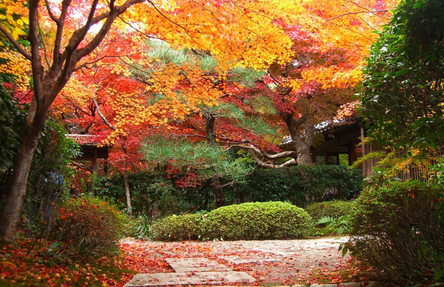 Enrian Temple autumn leaves