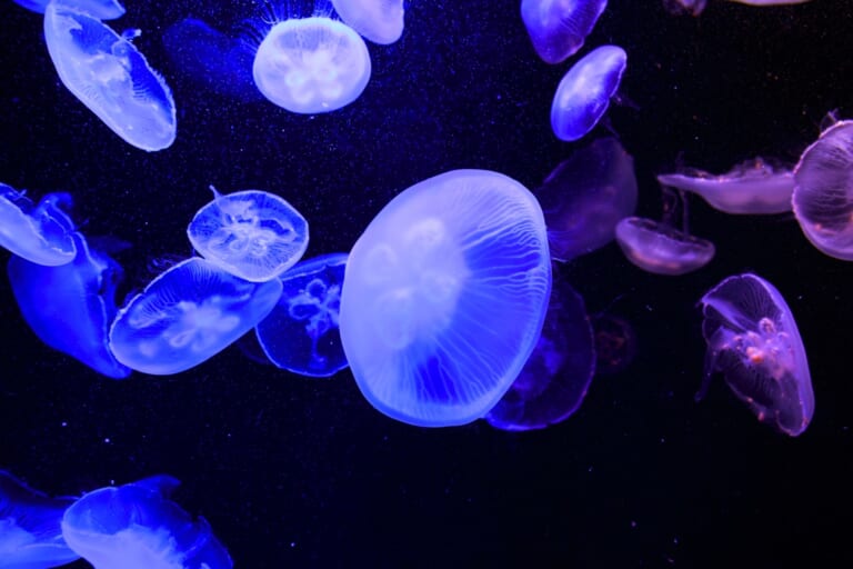 Sumida Aquarium: the Modern Aquarium at Tokyo Skytree