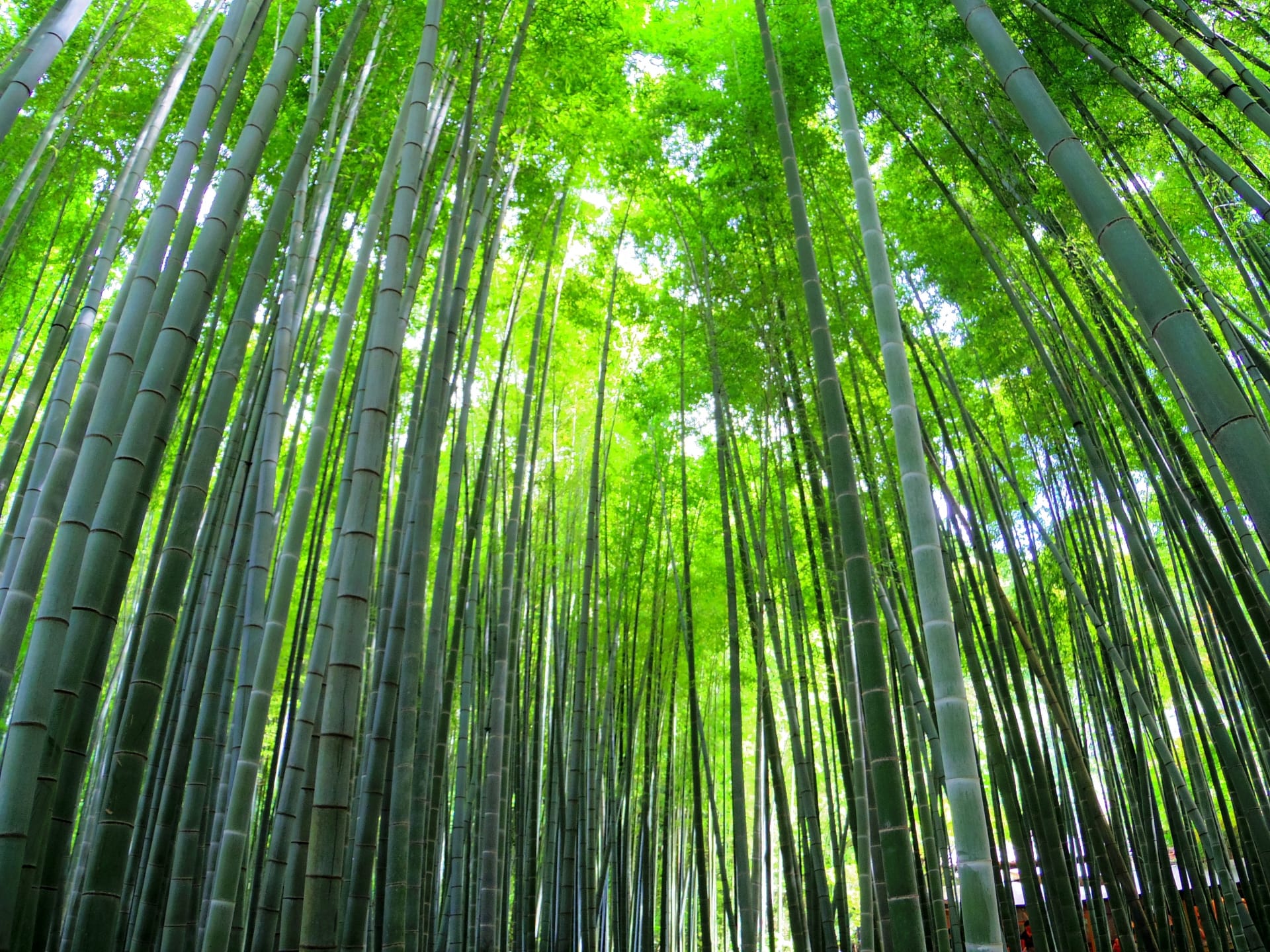 Kamakura hiking