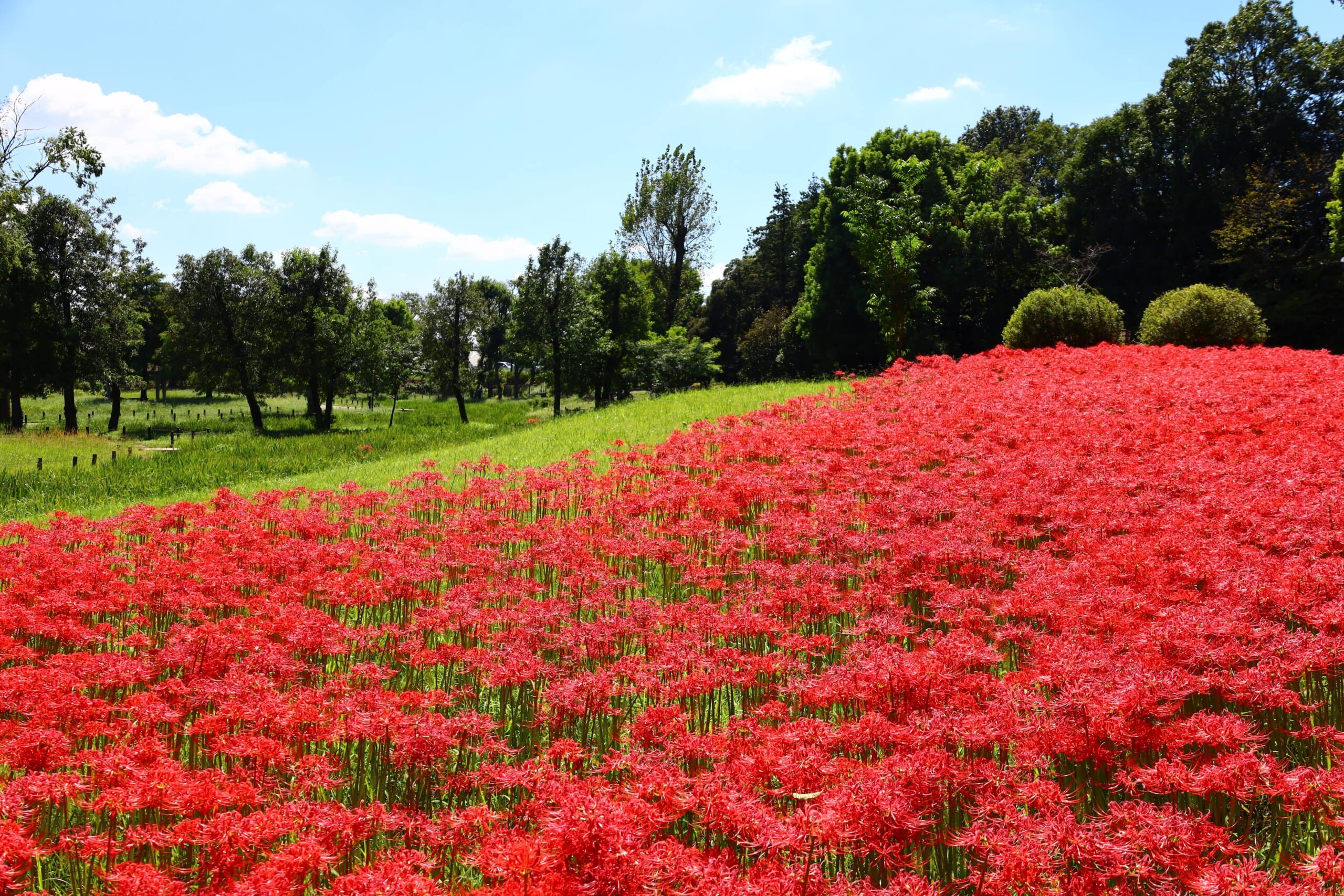 Mizumoto Park Red Spider Lily