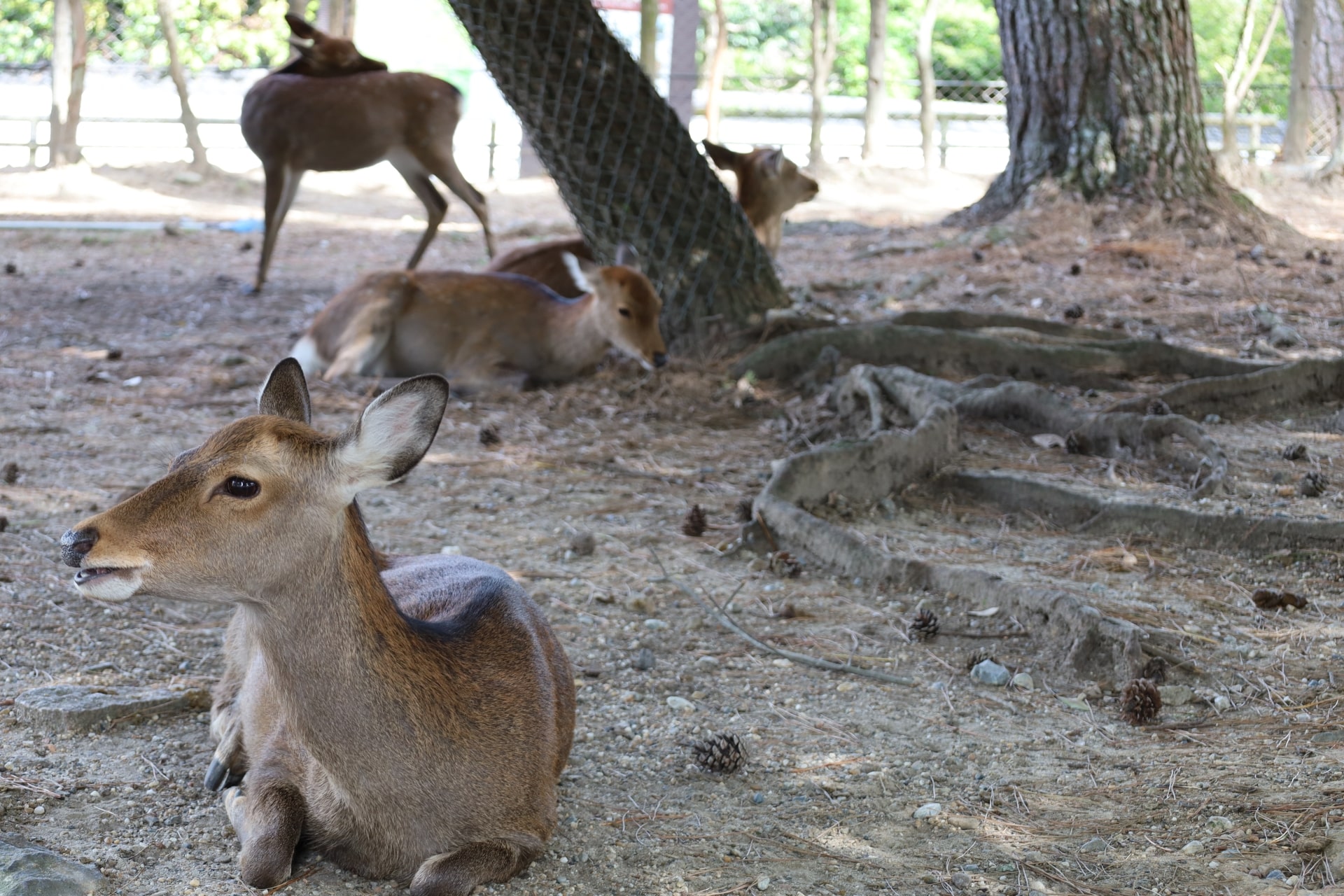 Nara Park