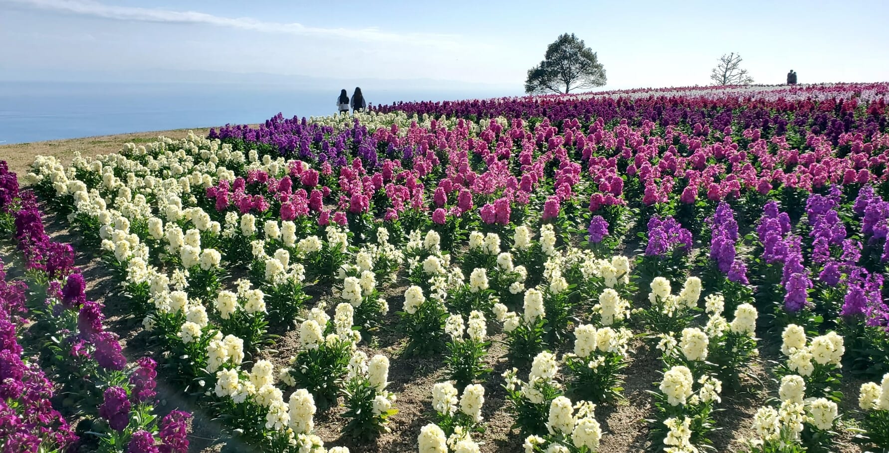 Awaji Island or Awajishima