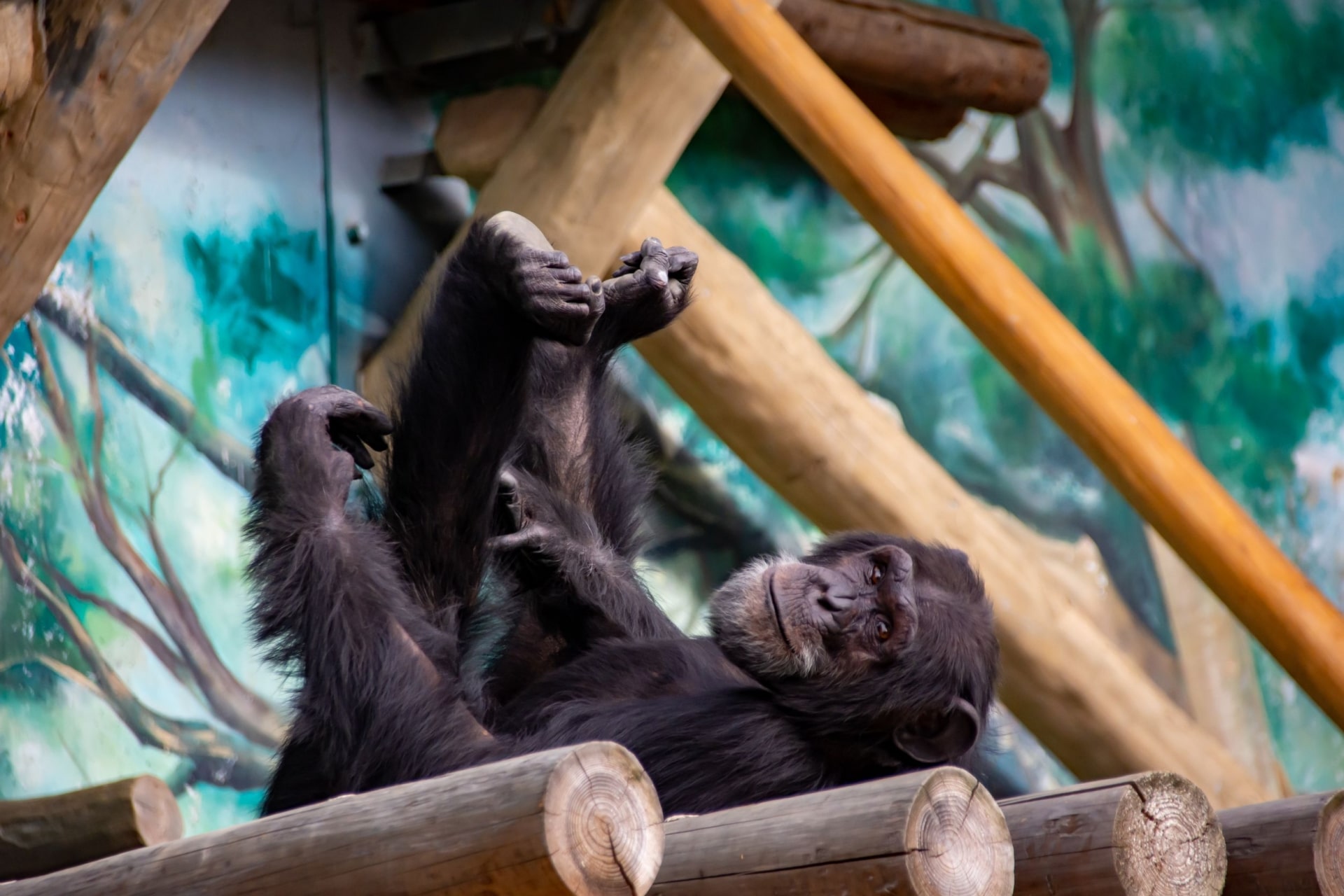 Chimpanzee at Osaka Chimpanzee