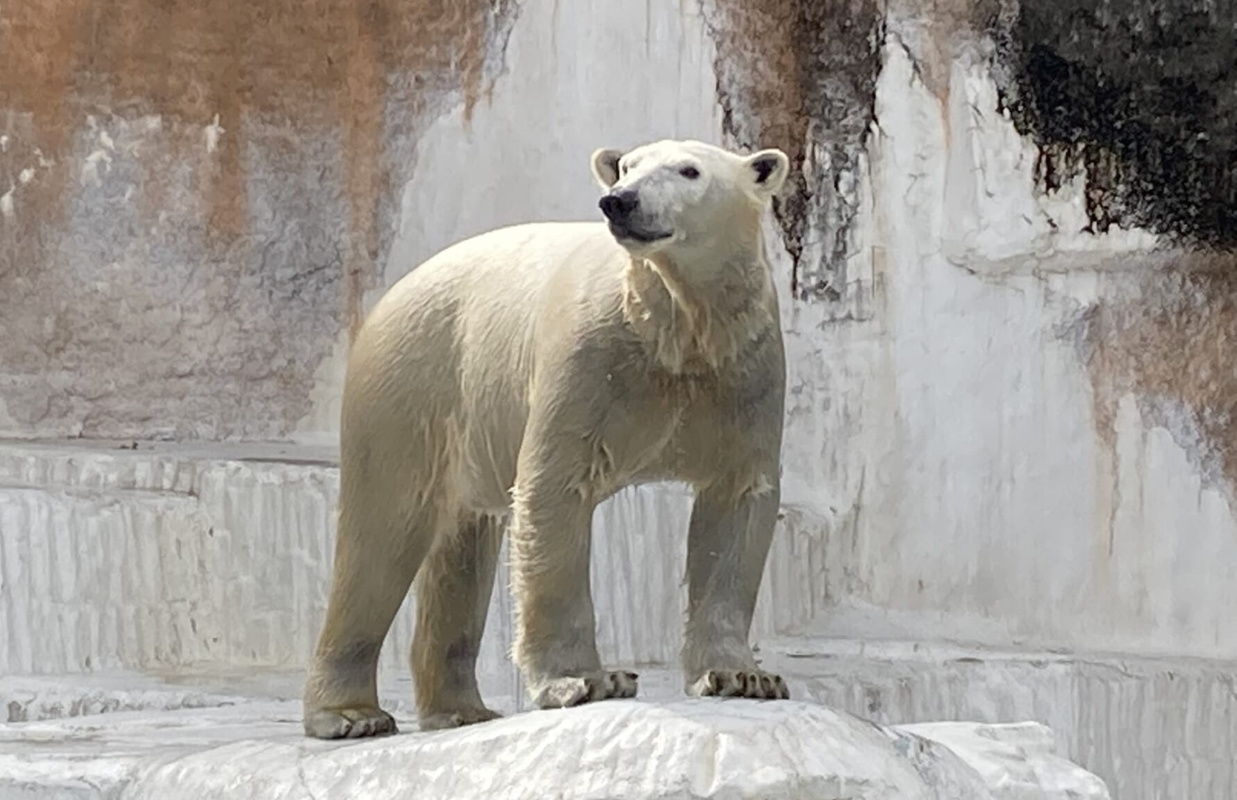 Polar bear at Osaka Tennoji Zoo