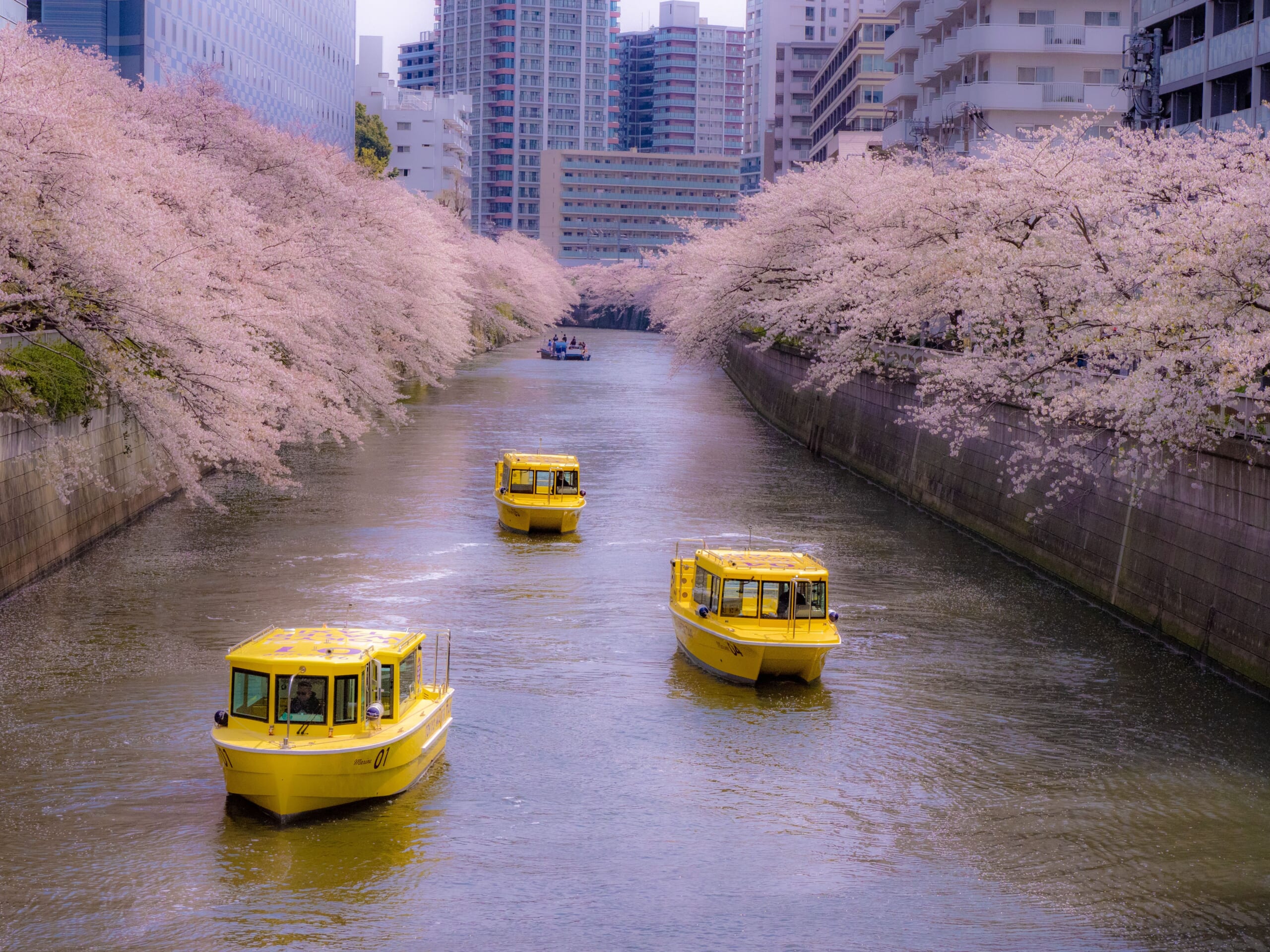 Tokyo Water Taxi Cherry Blossom