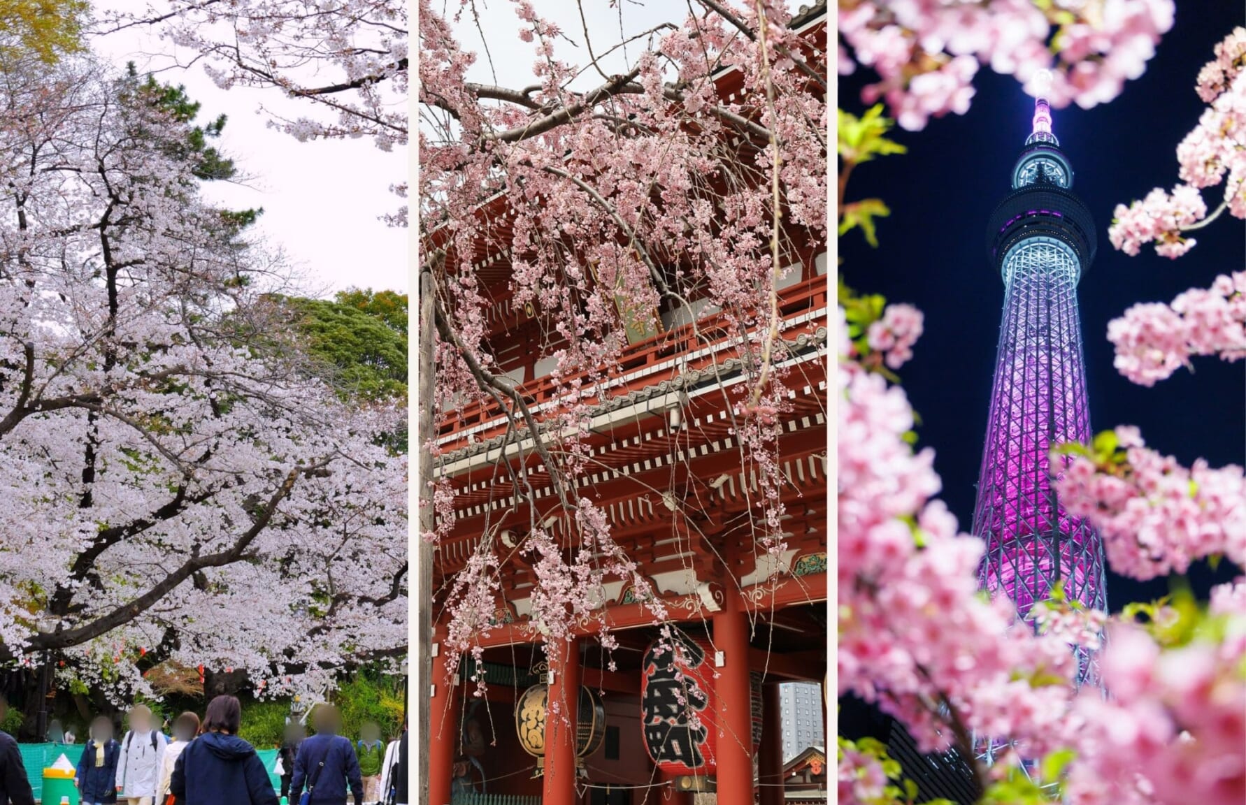 Ueno, Sensoji and Skytree during spring