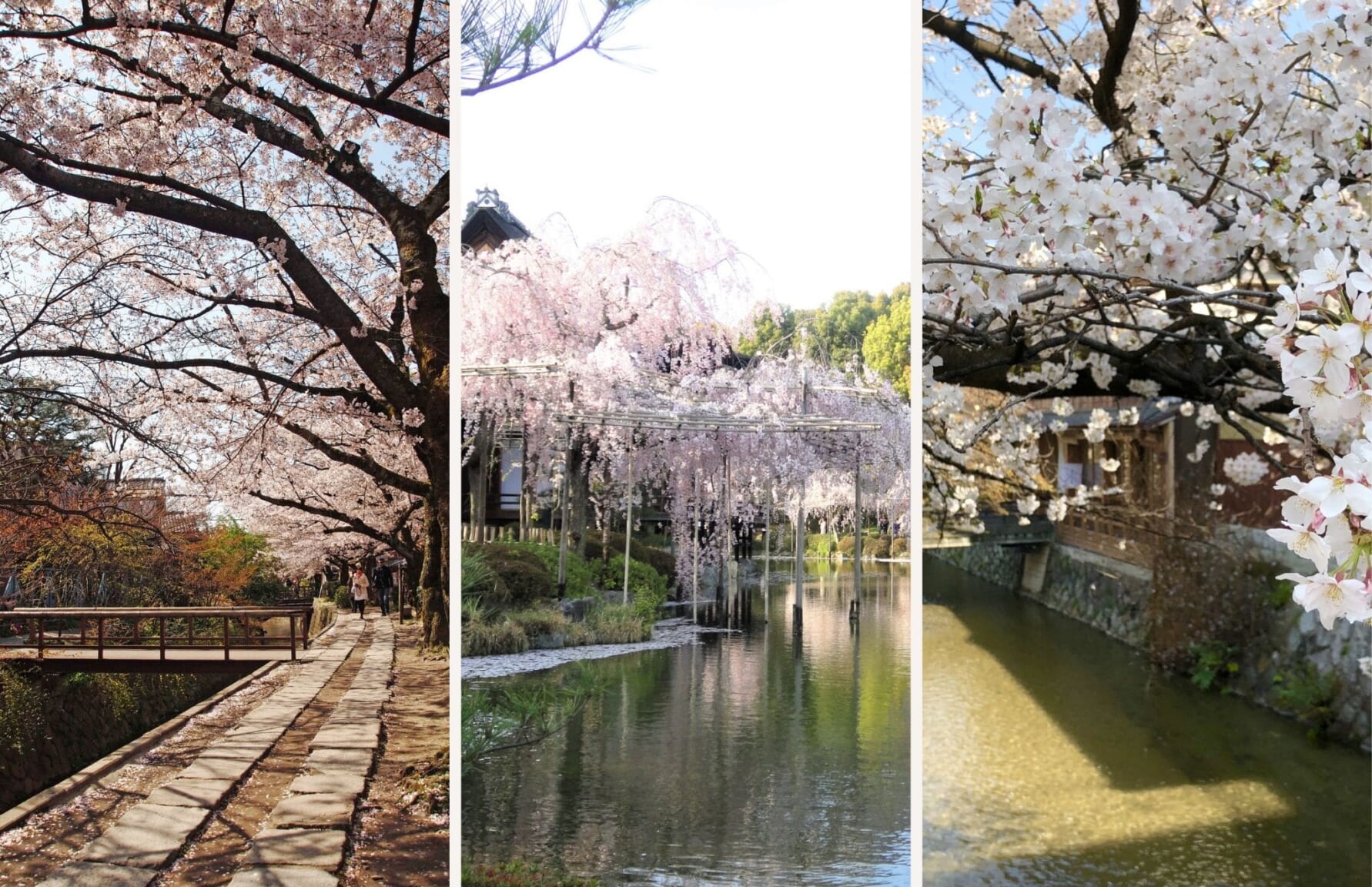 Philosopher’s Path, Heian Shrine and Gion during sakura season