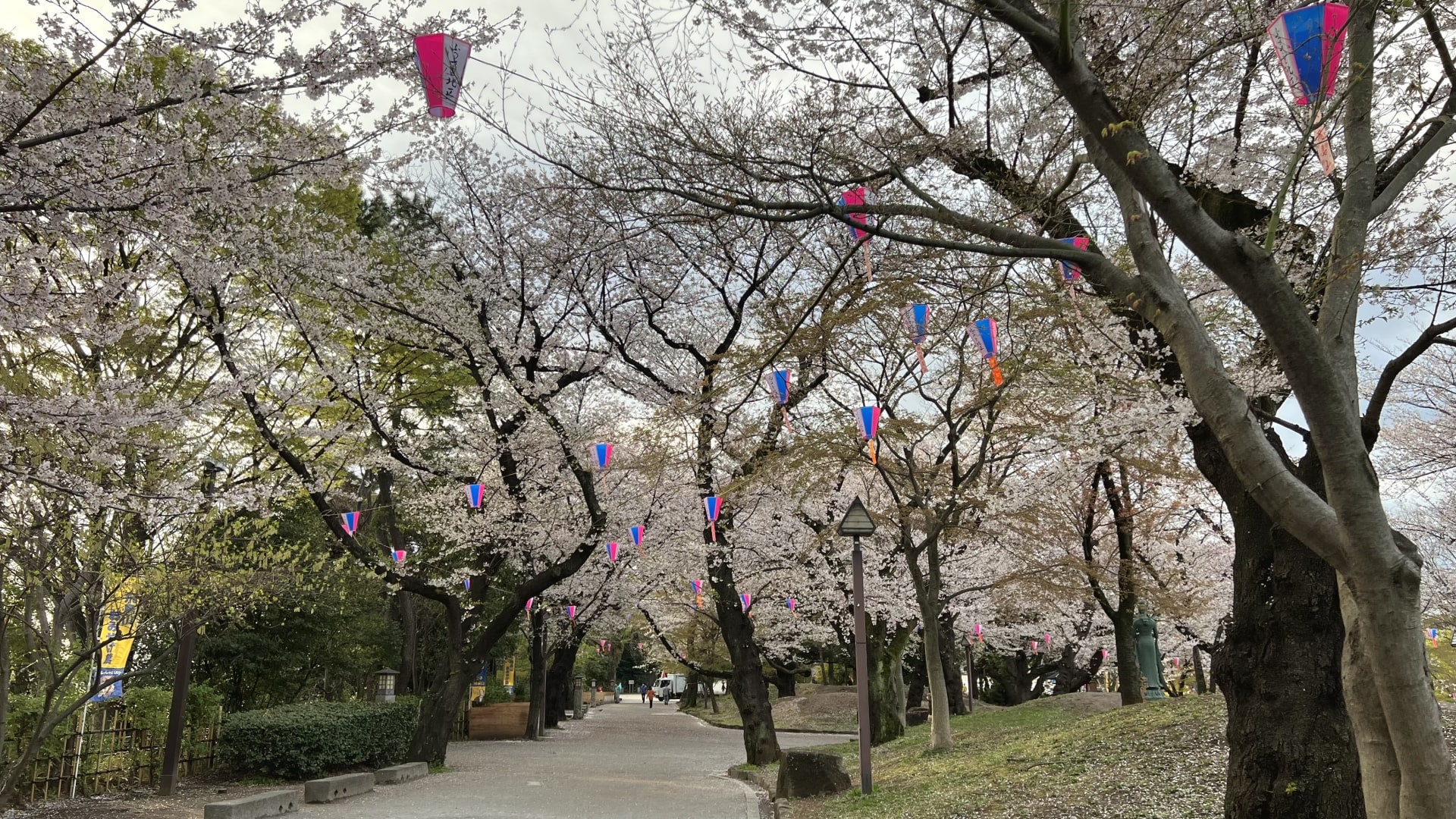 Asukayama Park sakura
