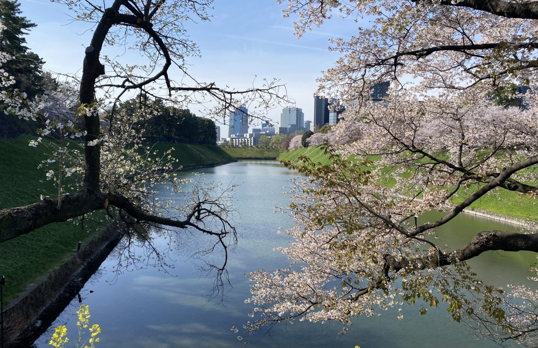 Chidorigafuchi Park sakura