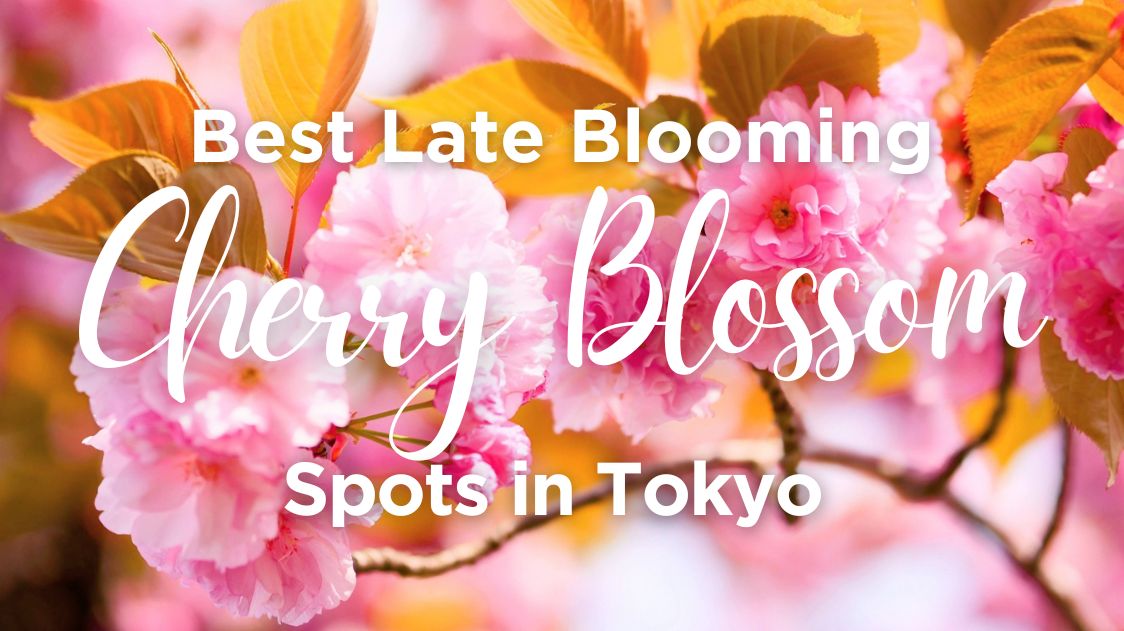 Best Late Blooming Cherry Blossom Spots in Tokyo
