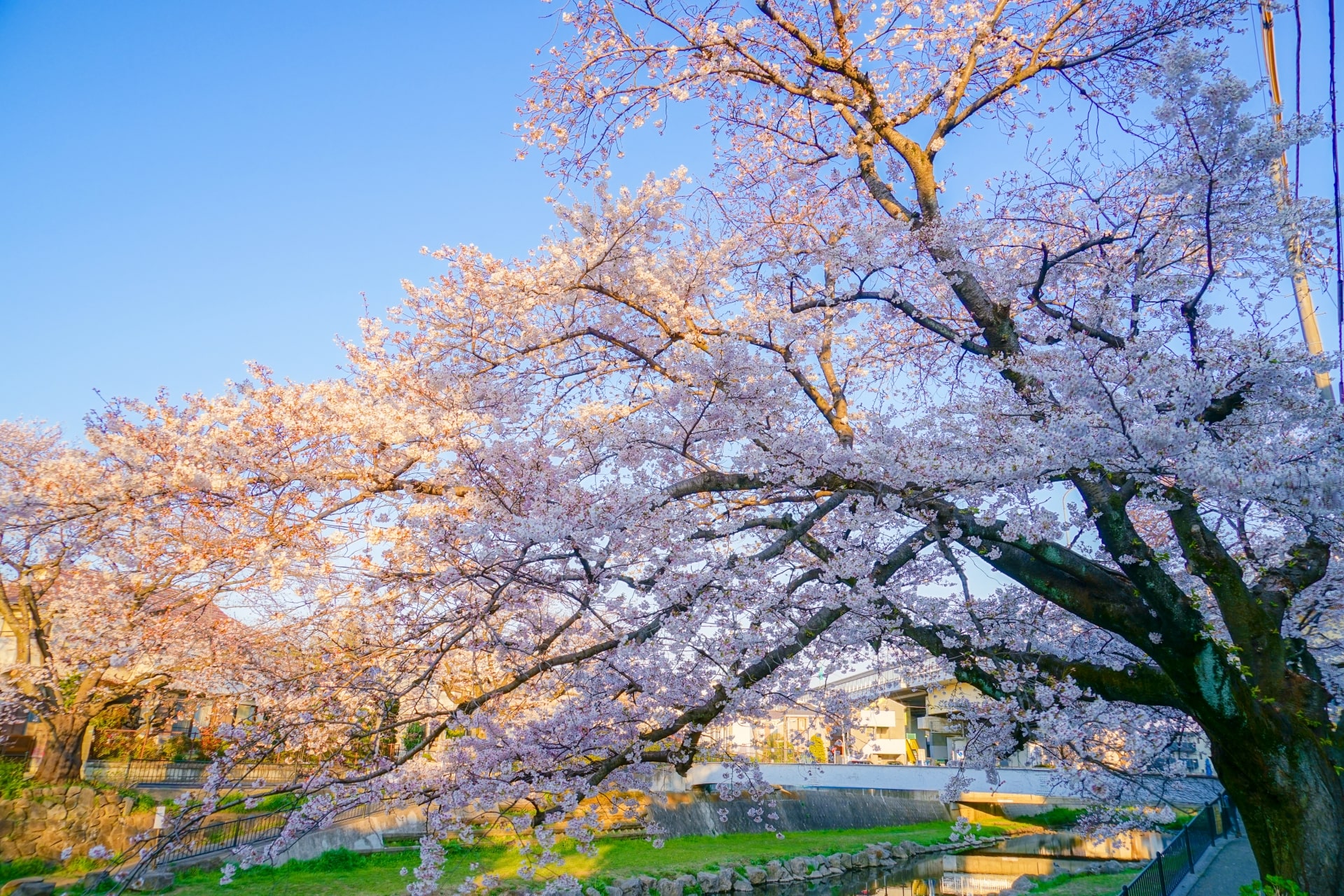 Jindai Botanical Garden Sakura